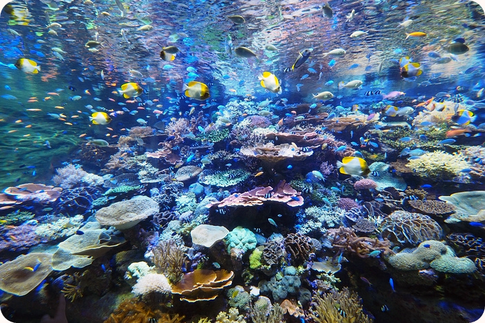 ▋日本名古屋親子自由行 ▋名古屋水族館。有點貴，但又想進去看看的水族館
