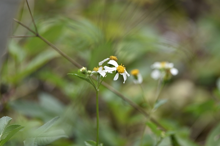 Tamron 150-600mm A011 on Nikon FT-1 V3