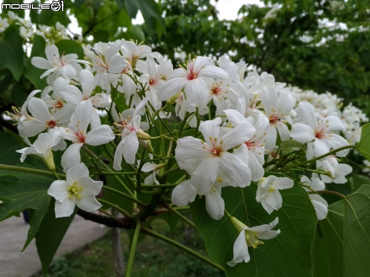 油桐花 嘉義市東區東義路幸福山丘 04/07