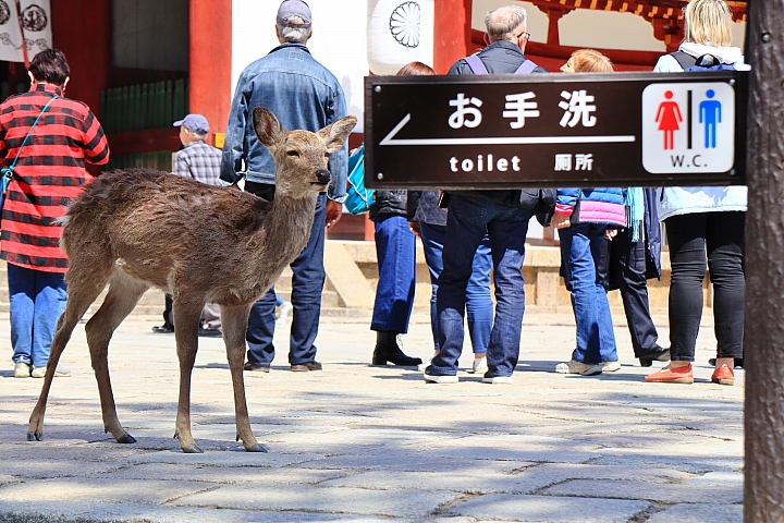 (映像旅行) 陌生中熟悉的京都、奈良 feat. Canon EOS M6 & Canon PowerShot G1X Mark III