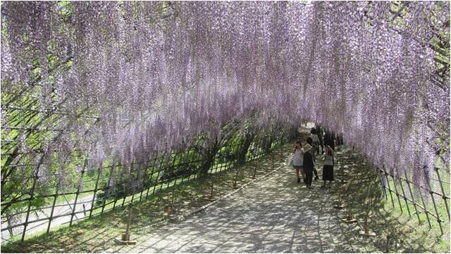 【福岡】北九州河內藤園不可錯過的紫藤隧道