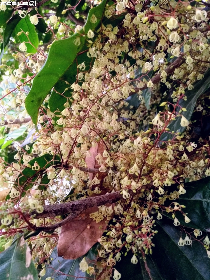 油桐花 嘉義市東區東義路幸福山丘 04/07