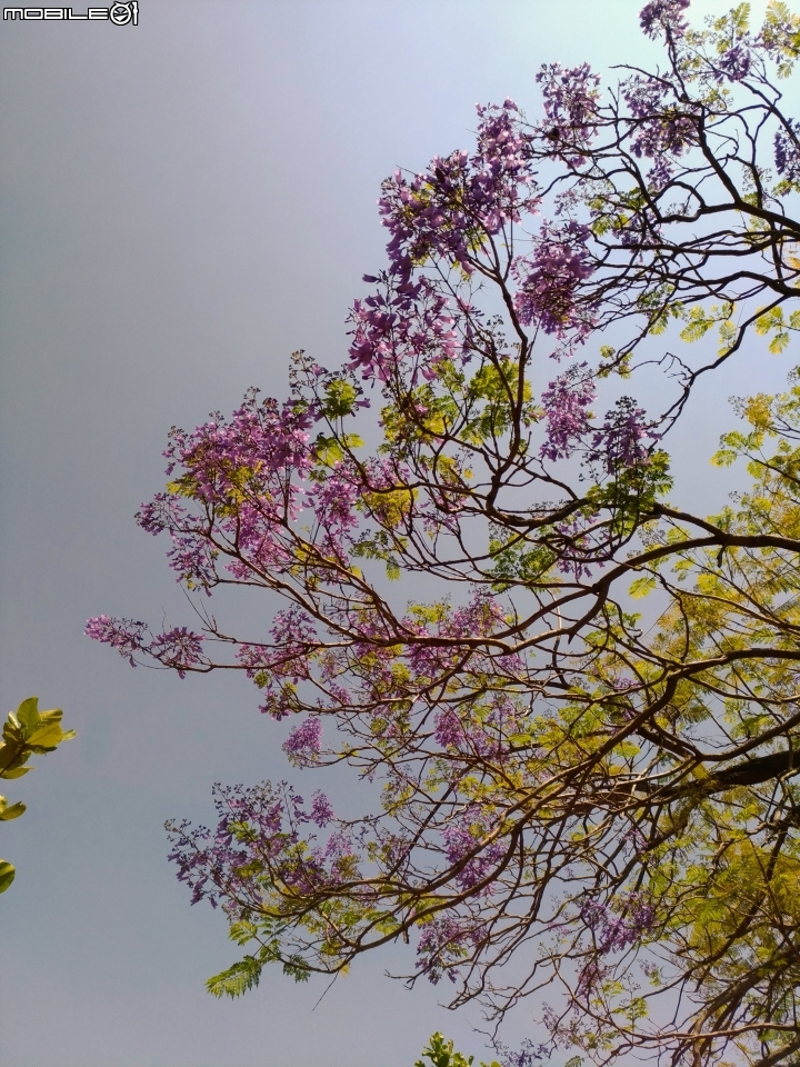 藍花楹 台南市安平區府平公園 04/01