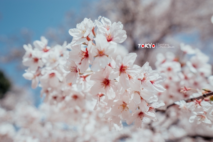 2018東京賞櫻盛宴 x Sony a7II