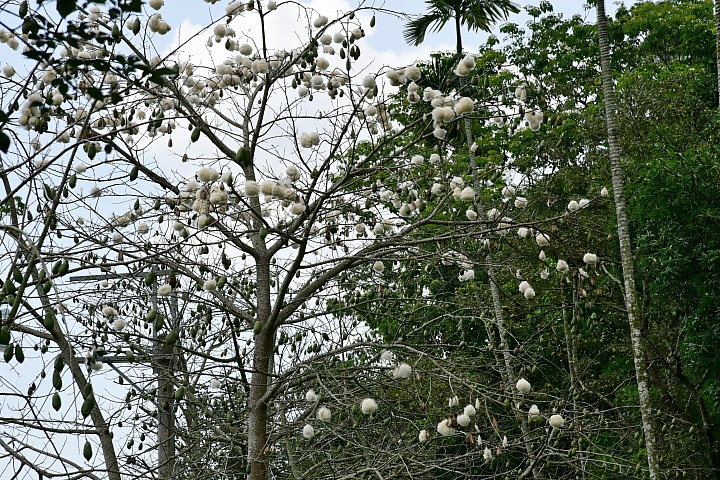 2018年的涼山油桐花正盛開
