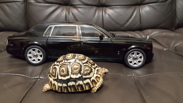 rolls royce 18/1模型車跟以前買的一輛福特古董車一起拍