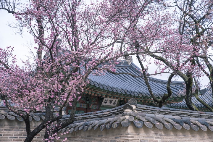 [D750+D500] 四月春櫻_首爾