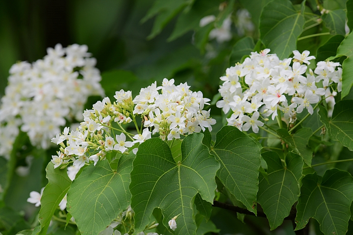 2018年的涼山油桐花正盛開