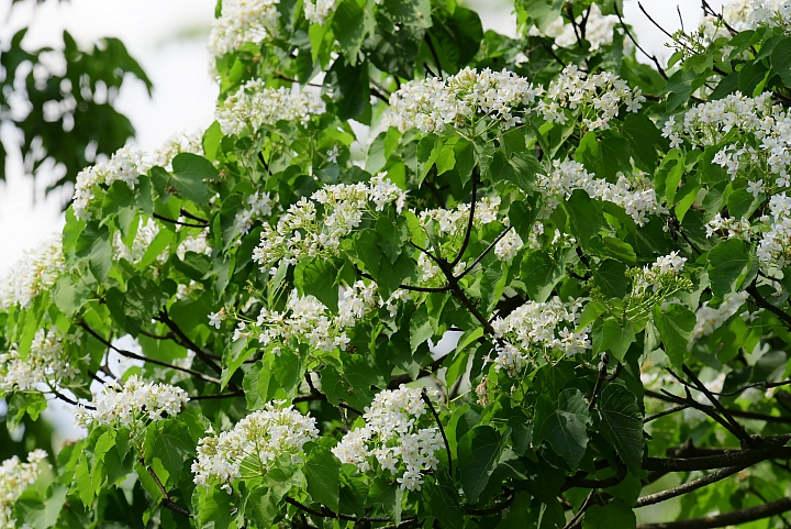 2018年的涼山油桐花正盛開