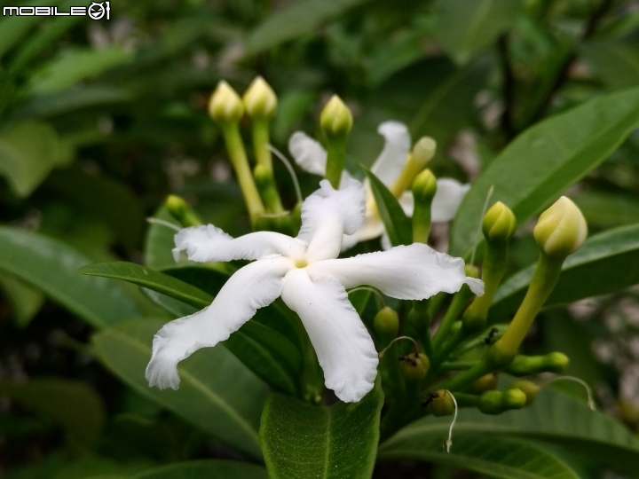真山馬茶花 高雄市岡山區岡山河堤公園04/04