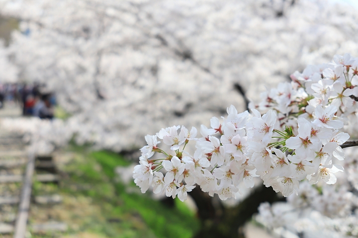 (映像旅行) 陌生中熟悉的京都、奈良 feat. Canon EOS M6 & Canon PowerShot G1X Mark III