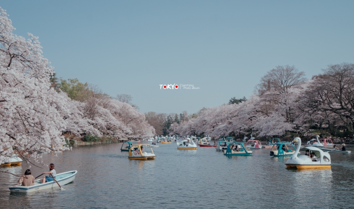 2018東京賞櫻盛宴 x Sony a7II