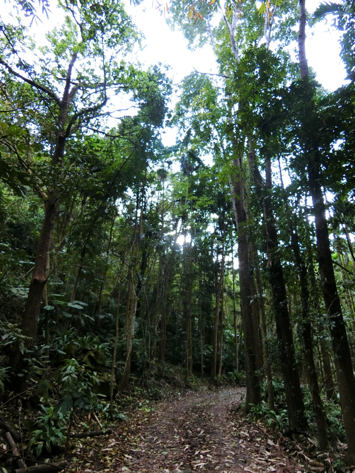 阿里山「南三村」【嘉129線】吊橋探索