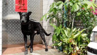 【圖片多,請慢慢欣賞】DxOMark 99高分的三星Galaxy S9+ 超強的拍攝隨身機,沒有之一