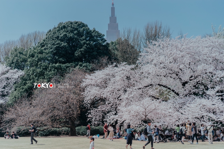 2018東京賞櫻盛宴 x Sony a7II