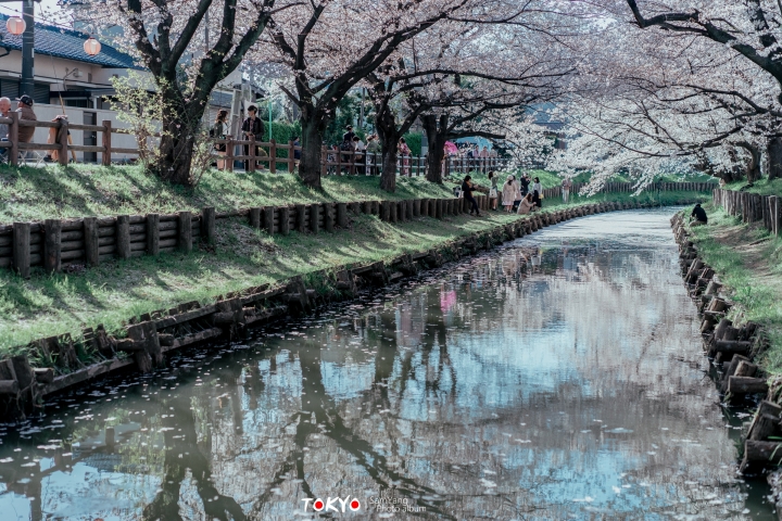 2018東京賞櫻盛宴 x Sony a7II