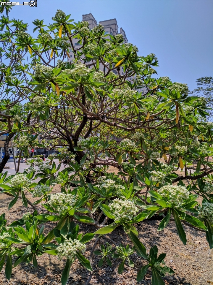 白水木 台南市安平區安平運河公園 04/22