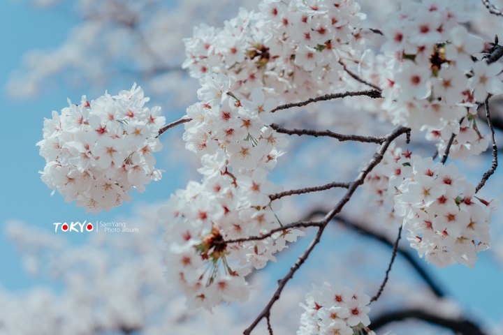 2018東京賞櫻盛宴 x Sony a7II