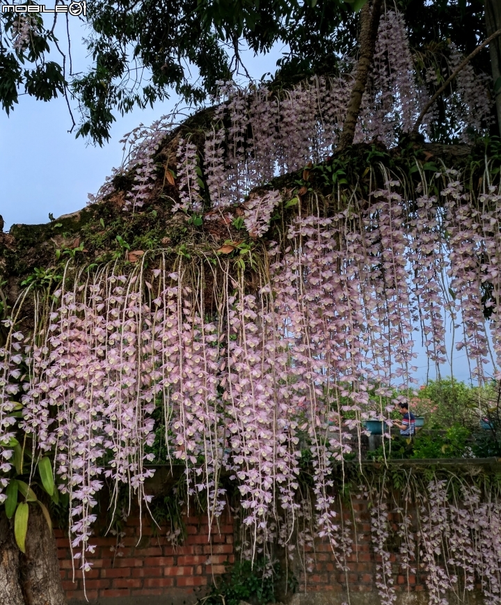 天宮石斛 台南市白河區南赤中寺 04/28