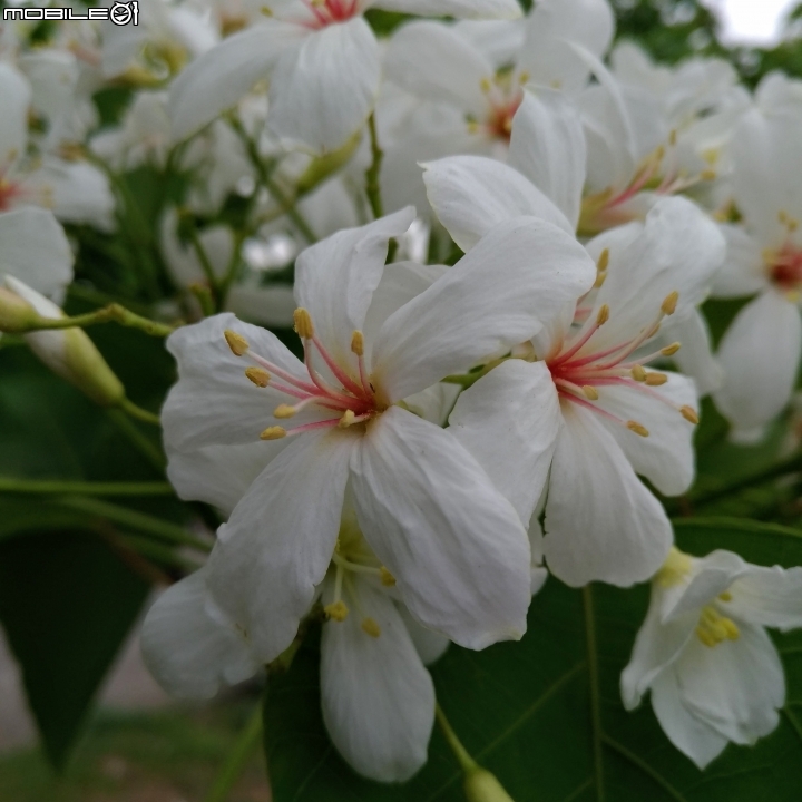 油桐花 嘉義市東區東義路幸福山丘 04/07