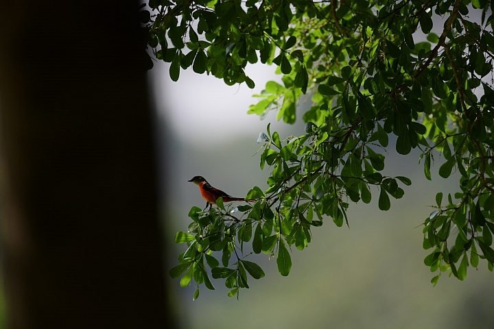 D850+600mm+1.4X天台山神威道場拍花旗木。