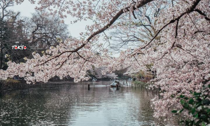2018東京賞櫻盛宴 x Sony a7II