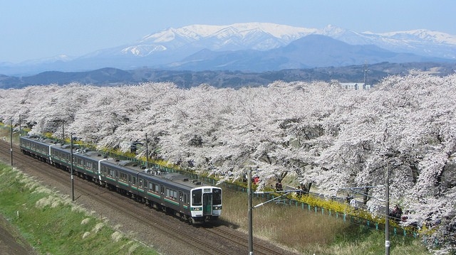 【宮城】白石川堤：藏王連峰下的一目千本櫻