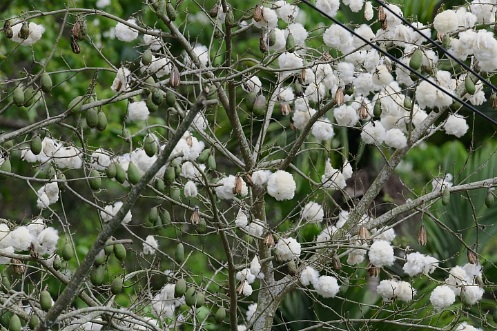 2018年的涼山油桐花正盛開
