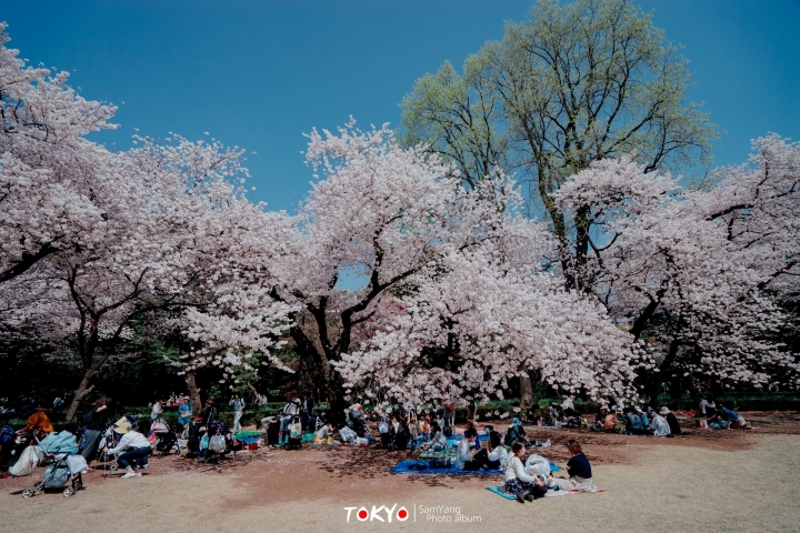 2018東京賞櫻盛宴 x Sony a7II