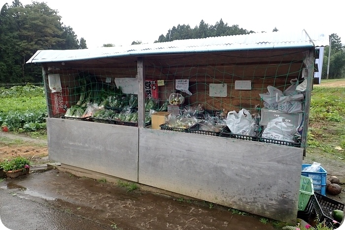 【日本 仙台市】仙台皇家花園酒店，戶外草地帳篷晚餐，自行車與採原木香菇館外行程！