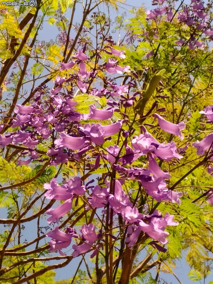 藍花楹 台南市安平區府平公園 04/01