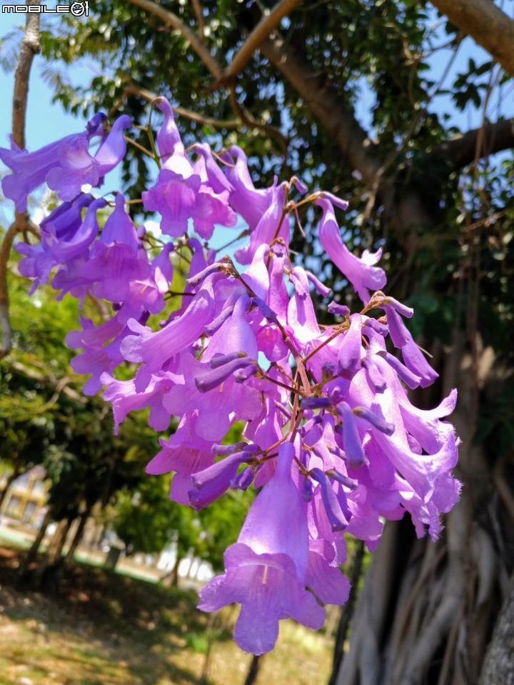 藍花楹 台南市安平區府平公園 04/01