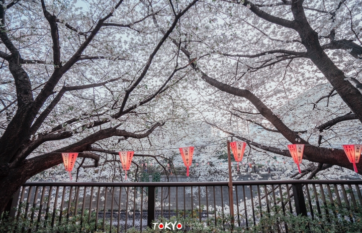 2018東京賞櫻盛宴 x Sony a7II