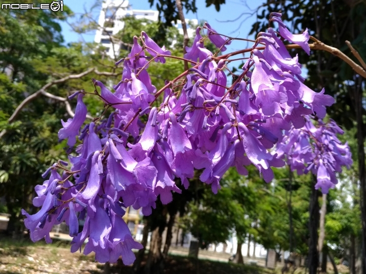 藍花楹 台南市安平區府平公園 04/01