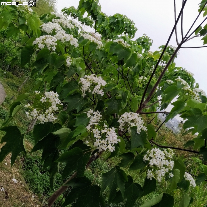 油桐花 嘉義市東區東義路幸福山丘 04/07
