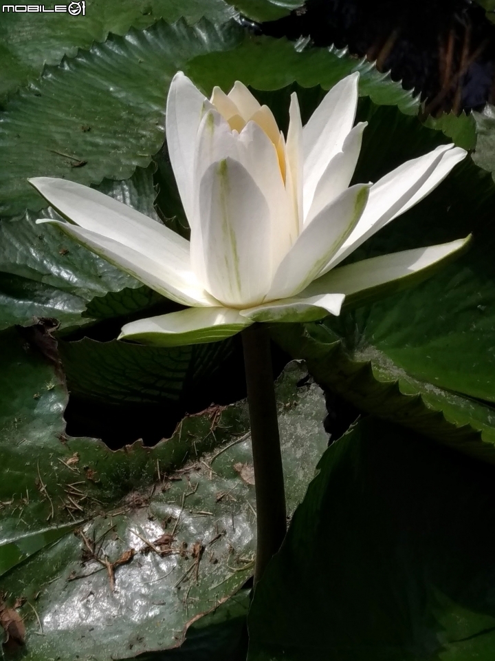 耳莢相思樹+子午蓮+流蘇花 台南市東區巴克禮公園 04/01
