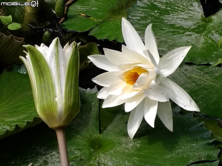 耳莢相思樹+子午蓮+流蘇花 台南市東區巴克禮公園 04/01