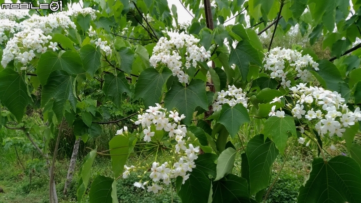 油桐花 嘉義市東區東義路幸福山丘 04/07