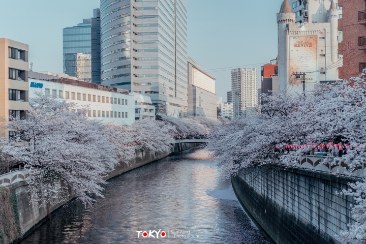 2018東京賞櫻盛宴 x Sony a7II