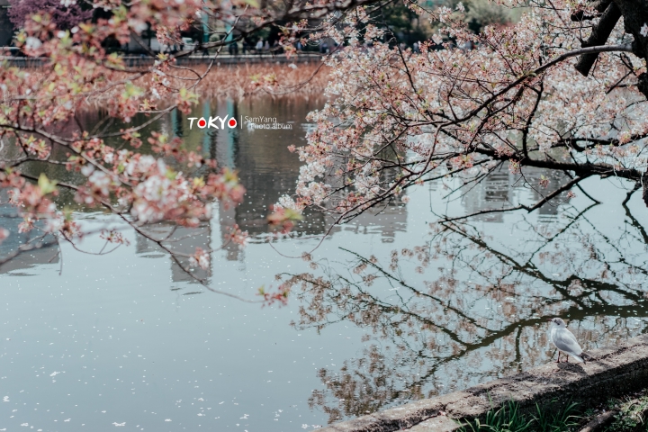 2018東京賞櫻盛宴 x Sony a7II
