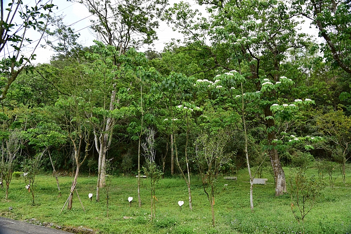 2018年的涼山油桐花正盛開