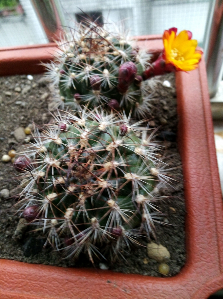 廢文之你們有種植物嗎？