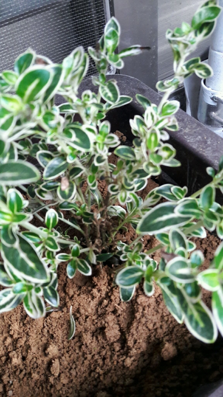 請救2盆栽