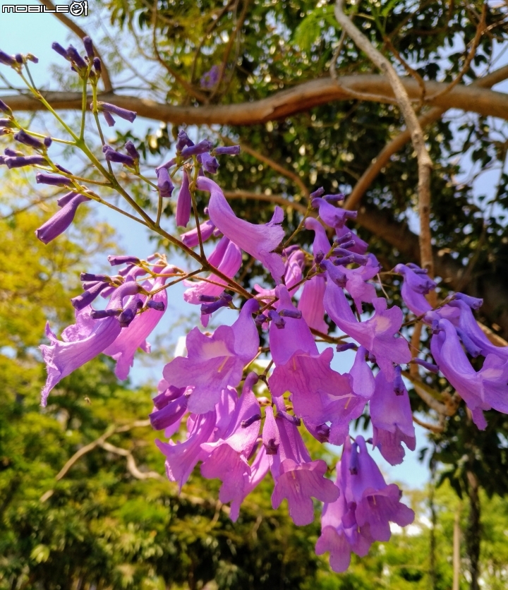 藍花楹 台南市安平區府平公園 04/01
