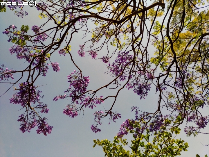 藍花楹 台南市安平區府平公園 04/01