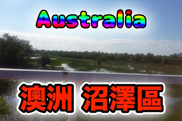 觀看文章（發現老鷹）！ 還有屍體 共三百多隻！翱翔天際！ （內有7支影片）