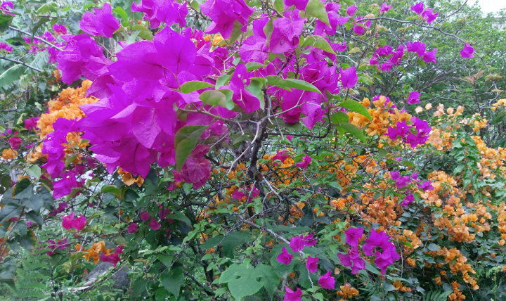 九重葛開花了