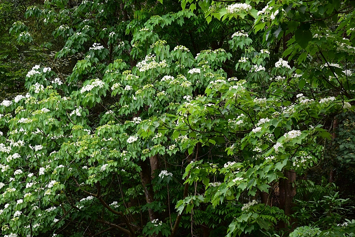 2018年的涼山油桐花正盛開