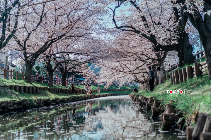 2018東京賞櫻盛宴 x Sony a7II