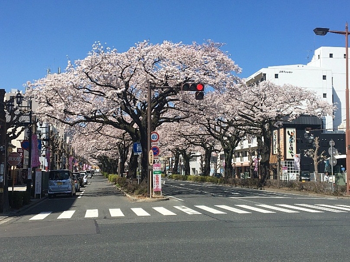 【茨城】櫻花早一步滿開。日立平和大道